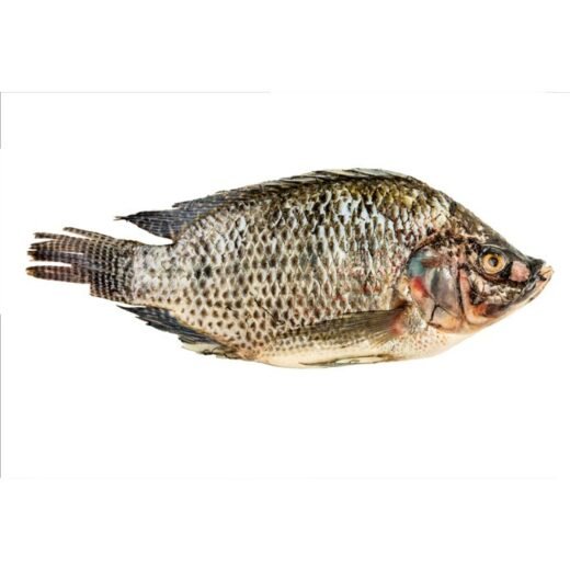 Grauer Tilapia 500/800 g
