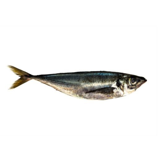 Makrele Oya 500+
