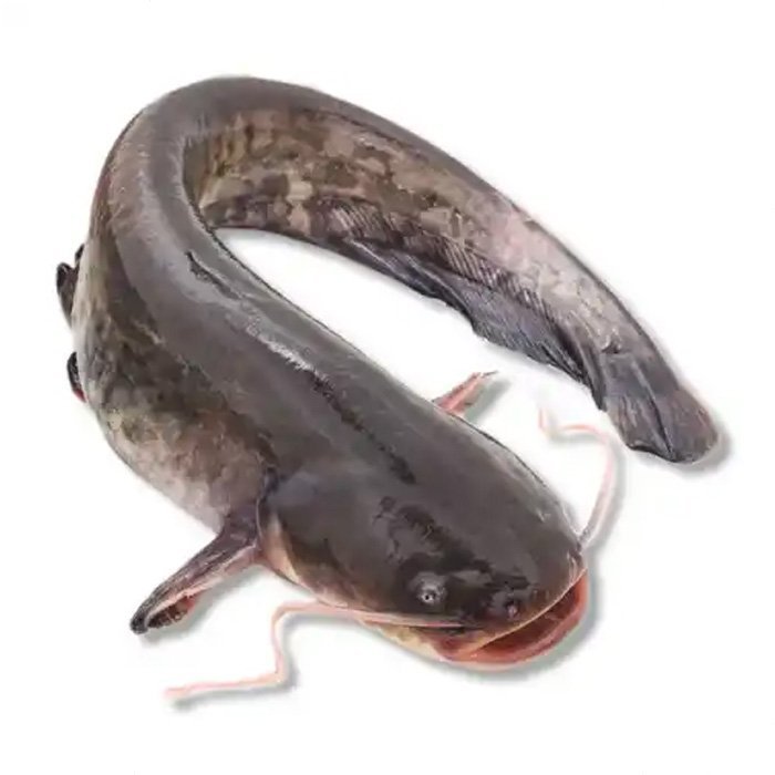Welsfisch (Catfish)
