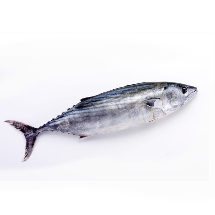 Karton Makrele („Thon“) 20 kg