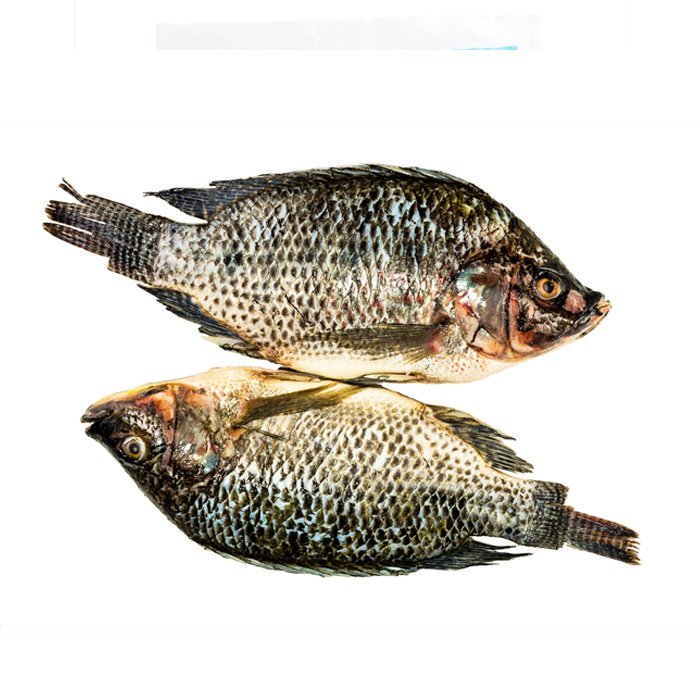 Grey tilapia 300/500 g