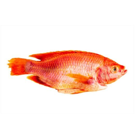 Roter Tilapia 500/800 g